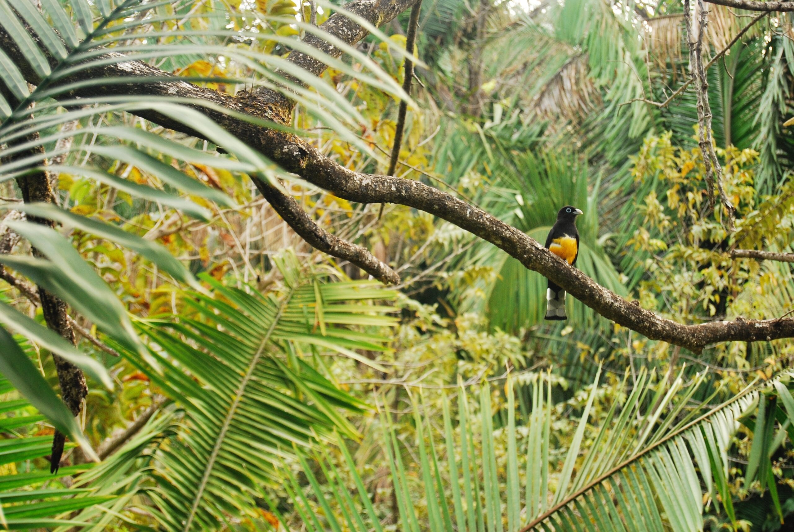 Caffè del Costarica